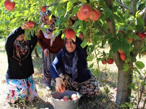Elma Hasadına Başlanan Amasya’da Bahçeler Rengarenk