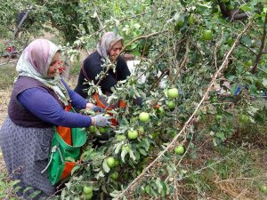 İ̇şsizliği Bitiren Bu Köy, İl Ve İlçelerden Göç Alıyor