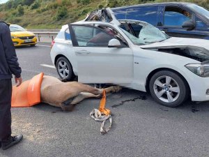 Eyüpsultan’da Lüks Araç Yola Çıkan Ata Çarptı: 1 Yaralı