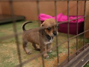 Sokak Hayvanları Bu Merkezde Şifa Buluyor