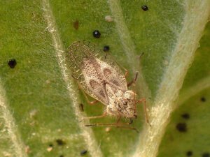 Kocaeli Büyükşehir Belediyesi: "Meşe Dantel Böceği Zararsızdır"