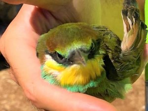 Bal Üretimine Arı Kuşu Engeli