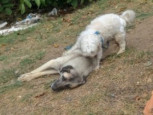 Tavşanlı’da 2 Köpek, 1 Tilki Ve 1 Kirpinin Ölümü İnceleniyor