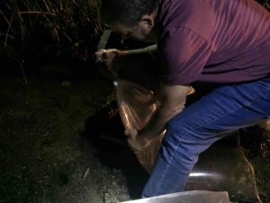 Bitlis’te 779 Bin Yavru Sazan Balığı Göllere Bıkarıldı