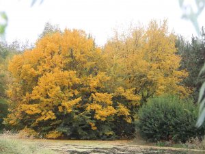 Erzurum’da Sonbaharda Kartpostallık Görüntüler Oluştu