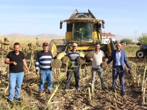 Ayçiçeği Hasadı Çiftçinin Yüzünü Güldürdü