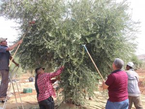 Kilis’te Zeytin Hasadının Erken Yapılmasıyla Soğuk Sıkım Zeytinyağı Üretimi De Başladı