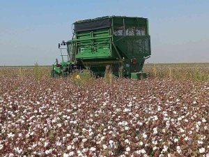 Kızıltepe Ovası’nda pamuk Hasadı Başladı