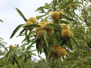 Kestane Üretiminde ‘Gal Arısı’ Tehlikesi