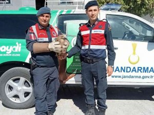 Jandarma Tarafından Yaralı Olarak Bulunan Şahin Tedavi Altına Alındı