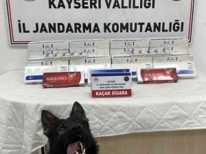Tütün Tespit Köpeği ’Yolcu’, Sigara Kaçakçılarını Engelledi