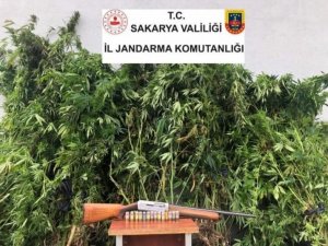 Sakarya’da 120 Kök Kenevir Bitkisi, 3 Kilo 810 Gram Esrar Yakalandı