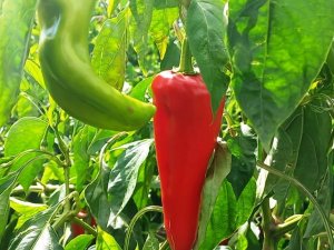 Kapya Biber Yüz Güldürüyor