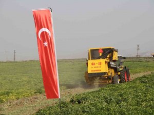 Şırnak’ta Yerfıstığı Hasadı Şenlikle Başladı