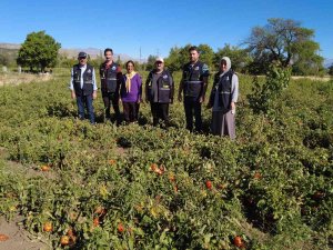 Üniversite Mezunu Kadın Devlet Desteğiyle Tonlarca Domates Üretiyor