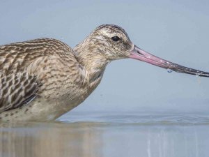 Rekortmen Kuş Bu Kez Mersin’de Görüntülendi