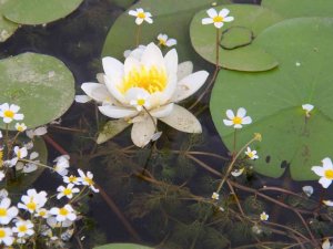 Konya’da 260 Bitki Ve Çiçek "Cennetin Çiçekleri" Kitabıyla Gün Yüzüne Çıkarılacak