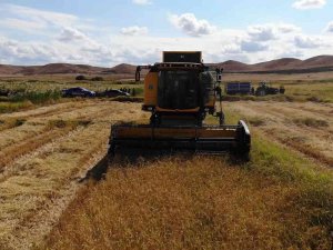 Çeltik Rekoltesi Çiftçinin Yüzünü Güldürdü