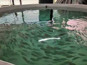 İ̇zmit Körfezi İçin Kalkan Yavruları Üretildi