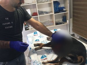 Yaralı Köpek Belediye Ekipleri Tarafından Kurtarıldı