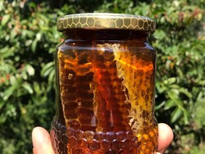 Artvin’de Aşırı Yağışlar Kestane Balının Rekoltesini Düşürdü, Fiyatlar Tavan Yaptı