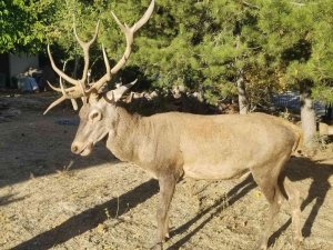 Geyikleri Elle Besleyen Yandı: İ̇dari Para Cezası Var