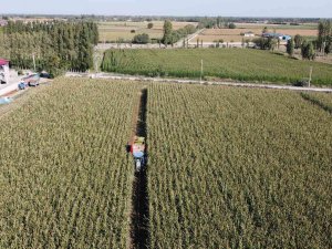 Iğdır’da Silajlık Mısır Hasadı Havadan Görüntülendi