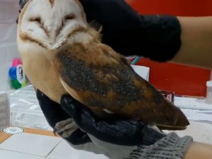 Okul Duvarına Çarpan Peçeli Baykuş Tedavi Altına Alındı