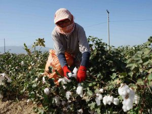 Elle Toplanan Pamuk Bilimsel Araştırmalara Işık Tutuyor