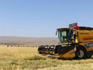 Taşlı Arazilerde Yetişen Tescilli Karacadağ Pirincinin Hasadı Başladı