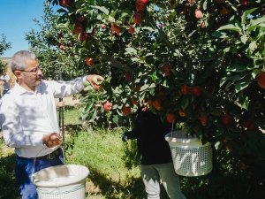 Çivril’de İlk Elma Hasadını Başkan Vural Gerçekleştirdi