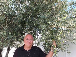 Burhaniye’de Zeytinde Bereket Yılı Yaşanıyor