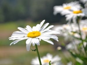 Karadeniz Yaylaları Yaz Ayları İle Birlikte Papatya Bahçesine Döndü