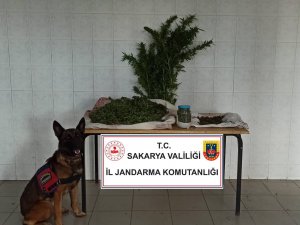 Sakarya’da Jandarma Ekipleri Uyuşturucuya Geçit Vermiyor