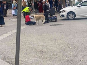 Sokak Köpeği Otomobilin Çarptığı Vatandaşın Başından Ayrılmadı