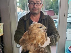 Yaralı Kızıl Şahin Tedavi Edildi