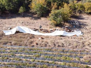 Ayı Ailesi Arı Çiftliğini Bastı...bal Dolu Kovanları Yiyip Dağıttılar