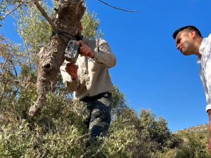 Nesli Tehlike Altında Olan Saz Kedisi İçin Çalışmalar Devam Ediyor