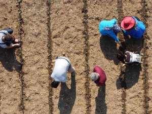 Tarım Lisesi Üretime Geçti, İlk Fideler Toprakla Buluştu