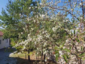 Sivas’ta Kış Öncesi Elma Ağaçları Çiçek Açtı