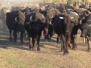 Muş’ta Manda Besiciliği Vatandaşa Gelir Kapısı Oldu