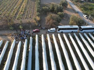 Sarıgöl’ün Örtülü Üzüm Bağlarında İnceleme