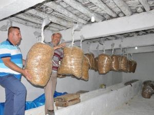 Evindeki Depoyu İstiridye Mantarı Bahçesine Çevirdi