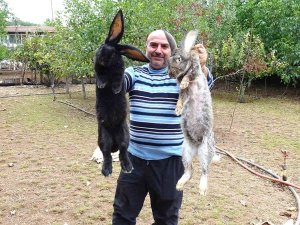 Tokat’ta Dev Tavşanlar Görenleri Şaşırtıyor