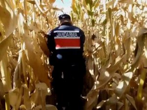Mısır Tarlasında Yetiştirdikleri Kenevirle Esrar Üretip Ticaretini Yaptılar