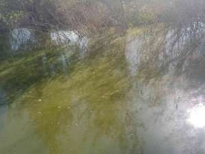 Çaycuma Belediyesi’nin Kanalizasyon Atığını Osb Arıtma Tesisine Döktüğü İddia Edildi