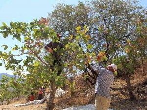 Siirt’ten Ülke Ekonomisine 5 Milyar Lira Gelir Sağlayan Fıstık Hasadı Sona Erdi