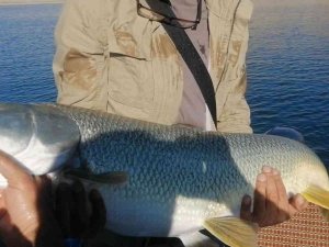 Elazığ’da Balıkçı, Yarım Saatlik Mücadelenin Ardından Dev Turnayı Olta İle Tuttu