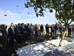 Bozuk Orman Arazileri Ceviz Bahçesine Dönüştürüldü