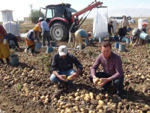 Niğde’de Patates Hasadı Başladı